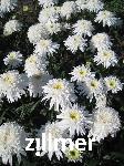 Leucanthemum superbum x 'Eisstern'