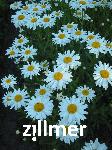 Leucanthemum superbum x 'Gruppenstolz'