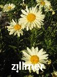 Leucanthemum superbum x 'Sonnenschein'