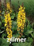 Ligularia 'Bottle Rocket' -S-