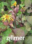 Ligularia dentata 'Moorblut'