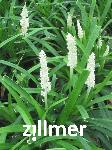 Liriope muscari 'Monroe White'