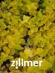 Lysimachia nummularia 'Aurea'