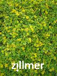 Lysimachia nummularia