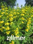 Lysimachia punctata