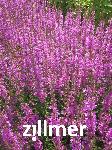 Lythrum 'Dropmore Purple'