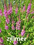 Lythrum 'Robin' (S in NL)