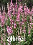 Lythrum salicaria 'Blush'