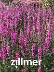 Lythrum salicaria 'Feuerkerze'