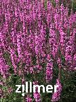 Lythrum salicaria 'Morden Pink'