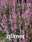 Lythrum salicaria 'Pink Tails'