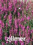 Lythrum salicaria 'Robert'