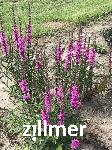 Lythrum salicaria 'Stichflamme'