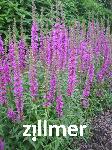 Lythrum salicaria 'Zigeunerblut'