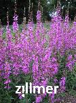 Lythrum virgatum 'Rose Queen'