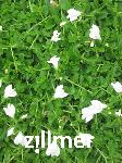 Mazus reptans 'Albus'