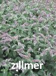 Mentha longifolia 'Buddleia'