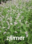 Mentha suaveolens 'Apfelminze'