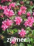 Monarda didyma 'Cranberry Lace' -S-