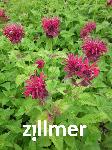 Monarda didyma 'Fireball' -S-