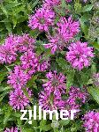 Monarda didyma 'Pardon My Pink'