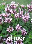 Monarda fistulosa 'Beauty of Cobham'