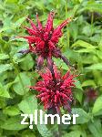 Monarda fistulosa 'Cambridge Scarlet'