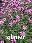 Monarda fistulosa 'Croftway Pink'