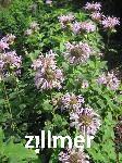 Monarda fistulosa 'Elsie's Lavender'