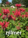 Monarda fistulosa 'Gardenview Scarlet'
