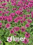 Monarda fistulosa 'Mahagony'