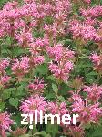 Monarda fistulosa 'Melissa'