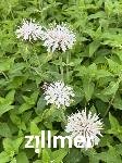 Monarda fistulosa 'Schneewolke'