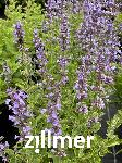 Nepeta 'Poseidon'