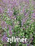 Nepeta grandiflora 'Pool Bank'
