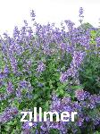 Nepeta grandiflora 'Zinser's Giant'