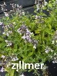 Nepeta racemosa 'Amalia'