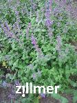 Nepeta racemosa 'Grog'