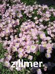 Oenothera speciosa 'Siskiyou Pink'