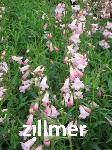 Penstemon 'Apple Blossom'