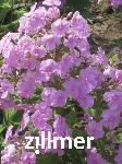 Phlox amplifolia 'Kleiner Augenstern'