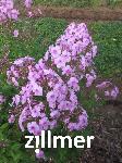 Phlox amplifolia 'Spaetsommer'