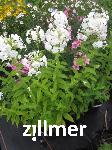 Phlox amplifolia 'Weisse Wolke'