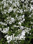 Phlox divaricata 'White Perfume'