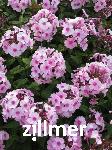 Phlox paniculata 'Landhochzeit'