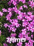 Phlox subulata 'Leuchtstern'