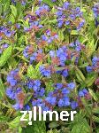 Pulmonaria longifolia 'Blauer Huegel'