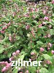 Pulmonaria officinalis 'Pink Dawn'