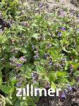 Pulmonaria officinalis 'Wuppertal'
