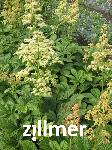 Rodgersia 'Spitzentaenzerin'
